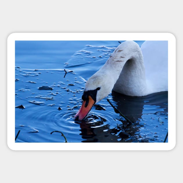 Mute Swan in ice Sticker by Violaman